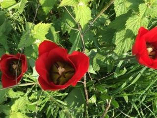 poppy
