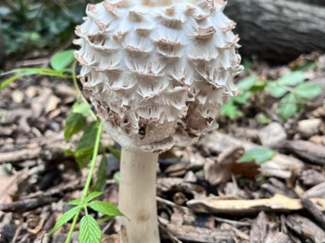 fungi