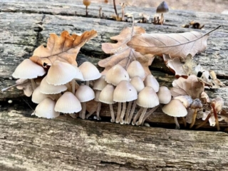 Fungi