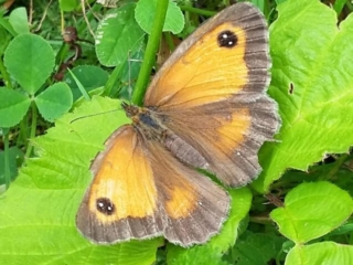 Gatekeeper butterfly