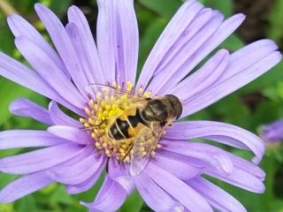 insect