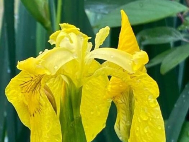 Iris