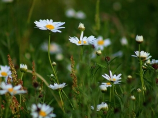 Meadow and woodland plants