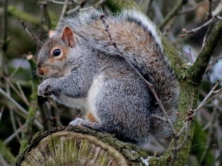 squirrel