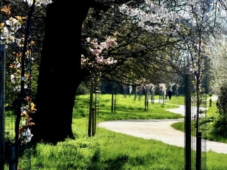 trees