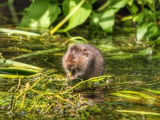 A water vole eating
